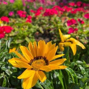 Meet your Posher, Lhen